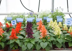 Also 4 new colors in the Salvia series. Next to the red, now also purple, salmon, white and red bi-color.  